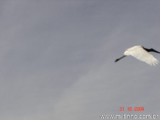 Foto - Lontra (09).jpg